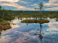Park Narodowy Lahemaa, Estonia, Viru raba, Drzewo, Lasy, Bagna, Wysepka, Torfowisko