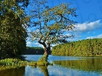 Lasy, Drzewo, Woda