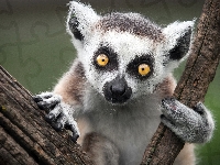 Drzewo, Katta, Lemur