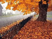 Drzewo, Żółte, Ulica, Jesień, Liście, Ogrodzenie