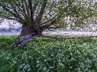 Mgła, Drzewo, Kwiaty
