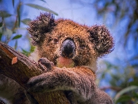 Drzewo, Koala, Miś