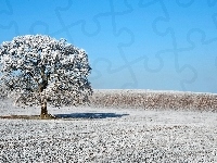 Drzewo, Pagórek, Śnieg, Niebieski