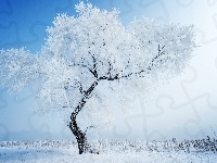 Śnieg, Drzewo, Zima