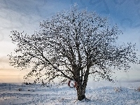 Śnieg, Drzewo, Zima