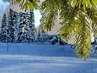 Drzewo, Lasy, Ośnieżone, Zima