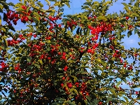 Wiśnie, Drzewo owocowe, Owoce, Lato