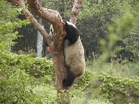 Drzewo, Miś, Panda, Wspinaczka