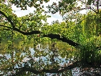 Pochylone, Drzewo, Jezioro