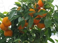 Pomarańcze, Drzewo, Liście