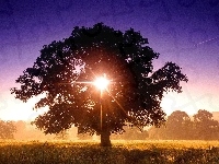 Przenikające, Drzewo, Słońce