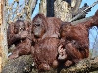 Rodzinka, Drzewo, Orangutanów