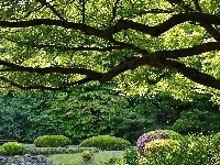 Drzewo, Mostek, Park, Rozłożyste, Klomby