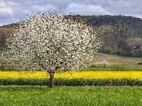 Pole, Drzewo, Rzepak, Wiosna, Góra