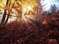 Drzewo, Liście, Jesień, Promienie Słońca, Paprocie