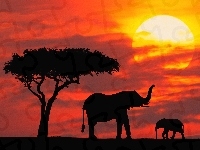 drzewo, słońca, słonie, słoniątko, zachód