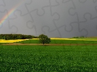 Drzewo, Pola, Tęcza, Wieża