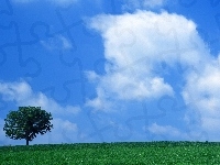 Drzewo, Zielona, Niebo, Łąka, Trawa, Błękitne