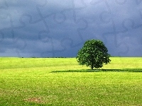 Trawa, Drzewo, Niebo