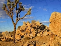 Drzewo, Park, Joshua Tree, Kamienie