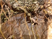 Wierzba, Drzewo, Kora