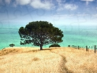 Drzewo, Morze, Wybrzeże, Niebo