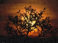 Drzewo, Afryka, Zachód Słońca