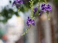 Duranta, Tło, Fioletowe, Kwiaty, Rozmyte