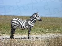 Duża, Zebra