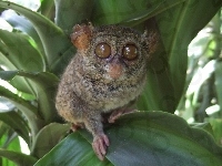 Duże, Małpka, Bohol Tarsier, Oczy