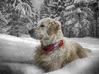 Pies, Dużo, Golden Retriever, Zima, Śniegu, Obroża