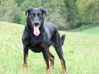 piękny, Duży, Beauceron