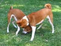Basenji, dwa, trawa