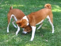 Basenji, dwa, trawa