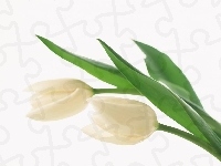 Białe, Dwa, Tulipany