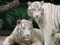 Białe, Dwa, Tygrysy