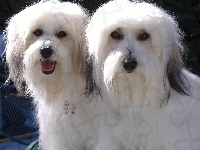 Dwa, Coton de Tulear