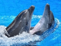 Delfinki, Dwa, Woda