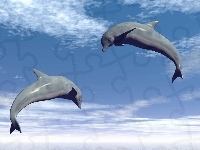 Delfiny, Dwa, Chmury