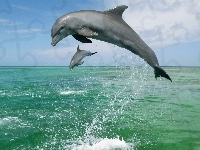 Delfiny, Dwa, Morze
