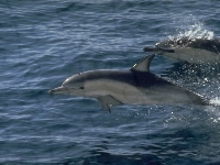Delfiny, Dwa, Ocean