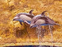 Delfiny, Dwa, Skały
