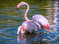 Flamingi, Dwa, Woda