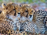 Gepardy, Dwa, Głowy