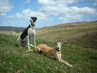 Greyhoundy, dwa, łąka