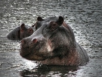Hipopotamy, Dwa, Woda