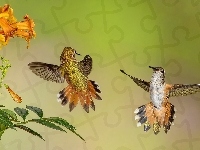 Kolibry, Dwa, Kwiaty