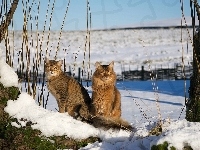 Koty, Dwa, Śnieg