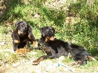 leżące, Dwa, Beaucerony