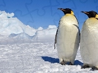 Dwa, Śnieg, Lód, Pingwiny